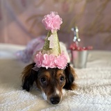 Entry image for Poppy