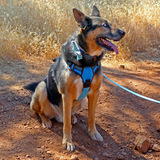 Entry image for Smokey