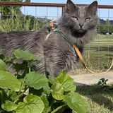 Entry image for Smokey