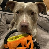 Entry image for Rosie 