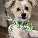 Entry image for Lily