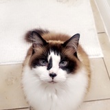Entry image for Cleo