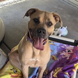 Entry image for Josie
