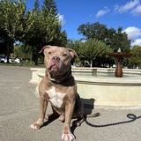 Entry image for Petey