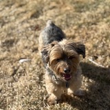 Entry image for Cookie 