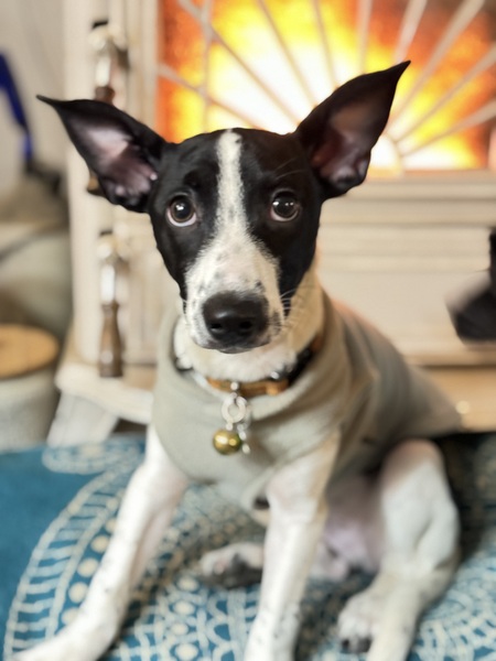 Oliver