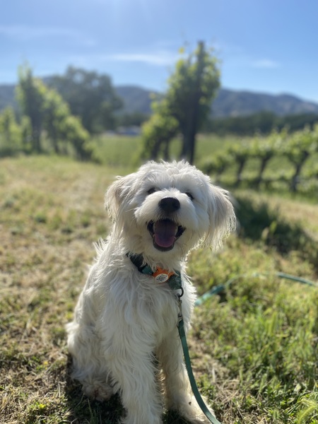 Wally