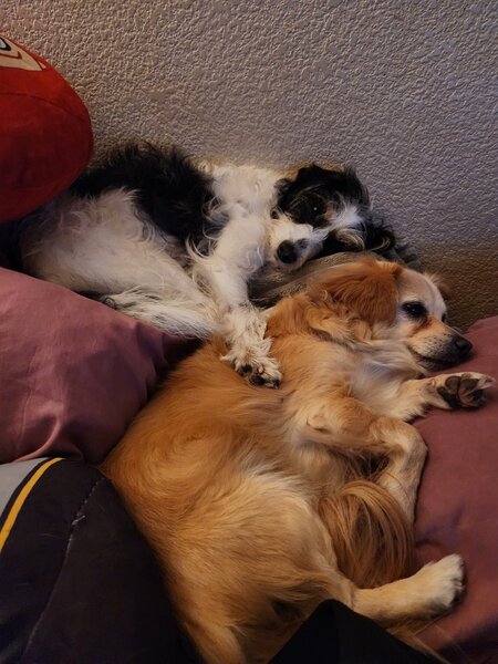 Junebug and Harley