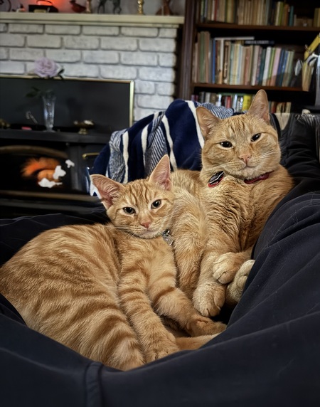 Sherlock Holmes & Sammy Whiskers