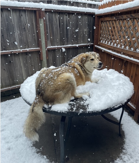 Entry image for Mabel. Clicking this image will show a larger photo