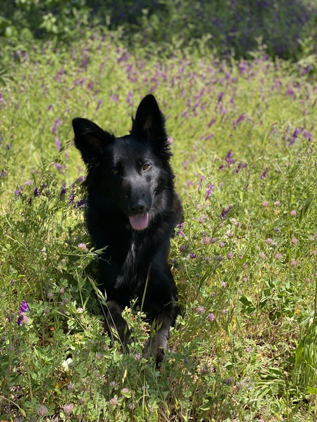 Entry image for Smudge . Clicking this image will show a larger photo