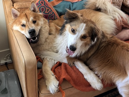 Entry image for Bodhi & Bear. Clicking this image will show a larger photo