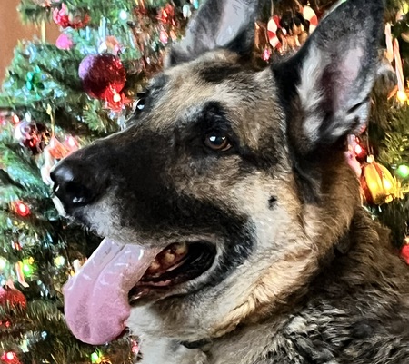 Entry image for Kaiser . Clicking this image will show a larger photo
