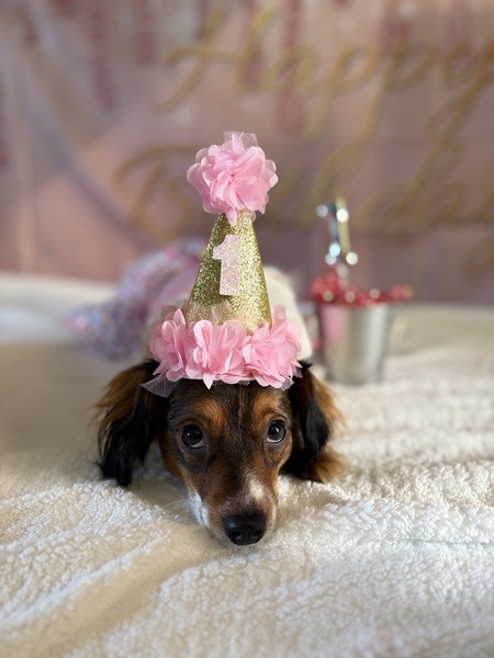 Entry image for Poppy. Clicking this image will show a larger photo