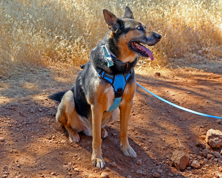 Entry image for Smokey. Clicking this image will show a larger photo