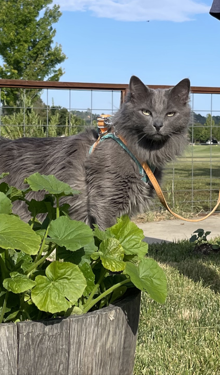 Entry image for Smokey. Clicking this image will show a larger photo