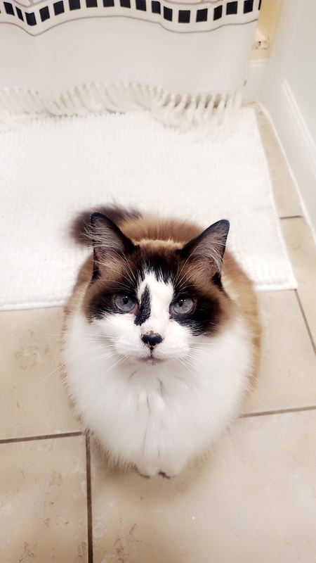 Entry image for Cleo. Clicking this image will show a larger photo