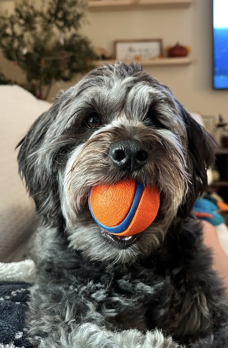 Entry image for Millie. Clicking this image will show a larger photo