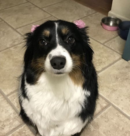 Entry image for Macy . Clicking this image will show a larger photo