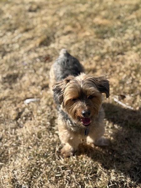 Entry image for Cookie . Clicking this image will show a larger photo