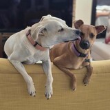 Entry image for Pablo and Kasi