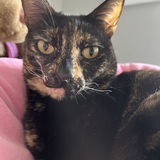 Entry image for Phoebe