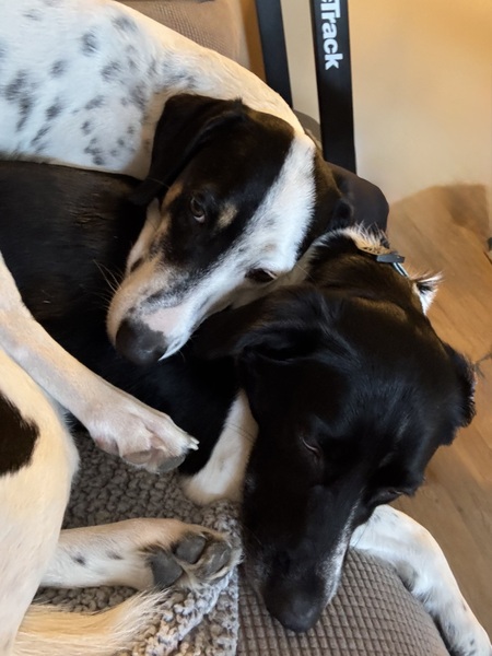 Entry image for Luna & Kleo . Clicking this image will show a larger photo