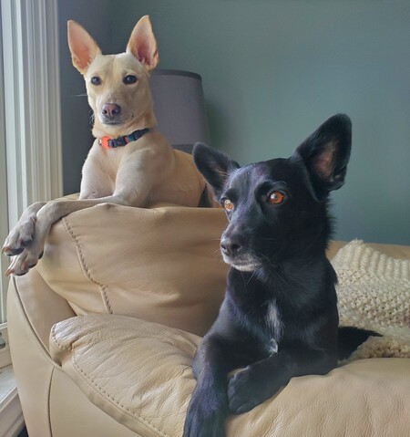 Entry image for Ralph & Chewee. Clicking this image will show a larger photo
