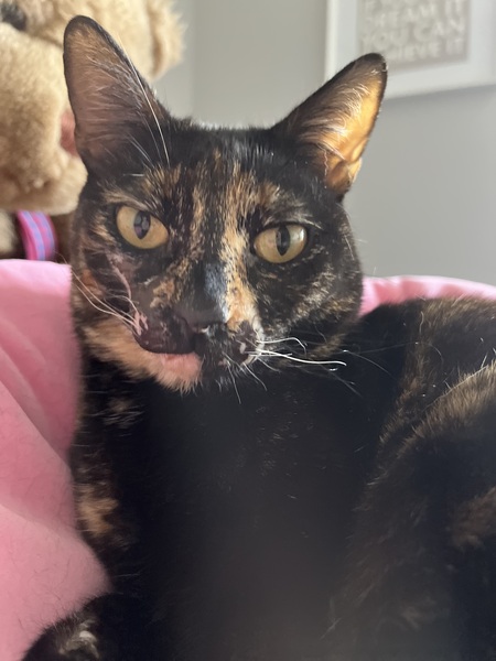Entry image for Phoebe. Clicking this image will show a larger photo
