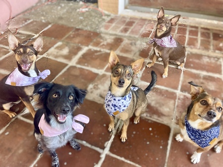 Entry image for Foxy, Dobby, Gracie, Oreo, Nugget. Clicking this image will show a larger photo