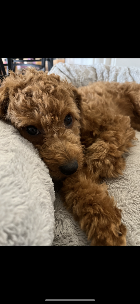 Ginger