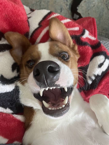 Ziggy