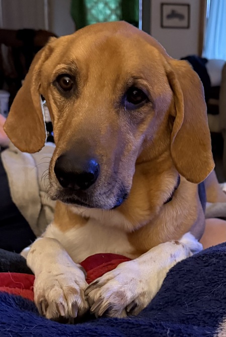 Beau