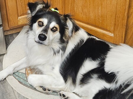 Sadie