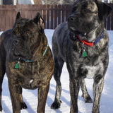 Entry image for Raven and Toby