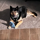 Entry image for Bandit