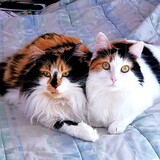 Entry image for Gina & Gigi