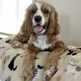 Entry image for Ginger