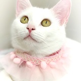 Entry image for Mama Kitty 