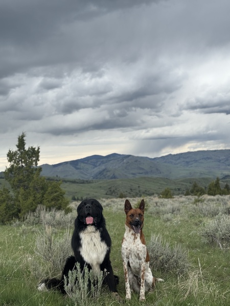 Entry image for Harry & Hardin. Clicking this image will show a larger photo