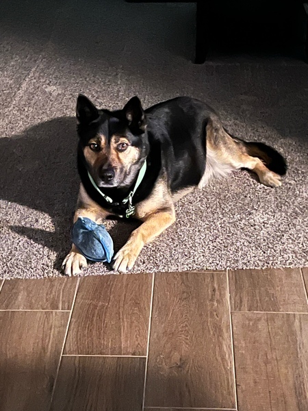 Entry image for Bandit. Clicking this image will show a larger photo