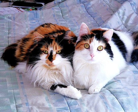 Entry image for Gina & Gigi. Clicking this image will show a larger photo