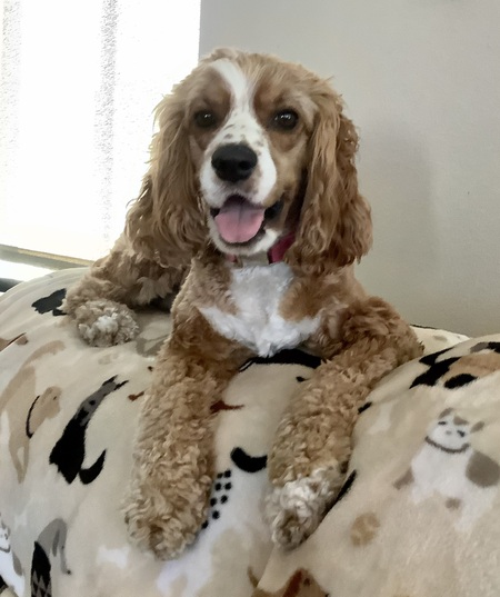 Entry image for Ginger. Clicking this image will show a larger photo