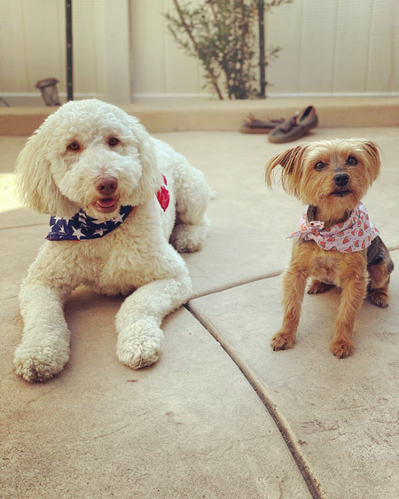 Entry image for Macy and Key. Clicking this image will show a larger photo