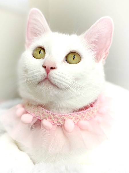Entry image for Mama Kitty . Clicking this image will show a larger photo