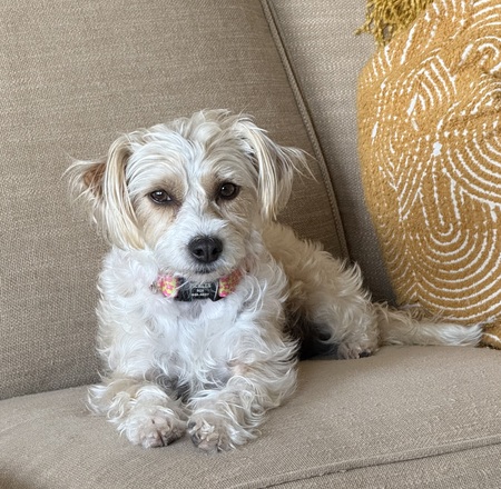 Entry image for Pickles. Clicking this image will show a larger photo