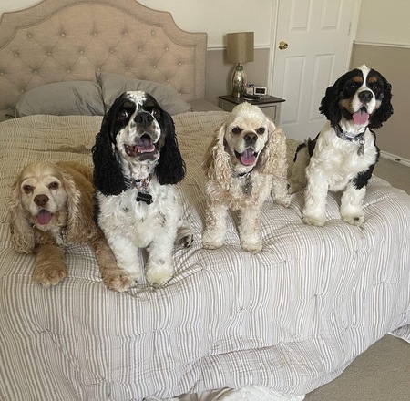 Chester, Milo, Bayleigh and Sulley