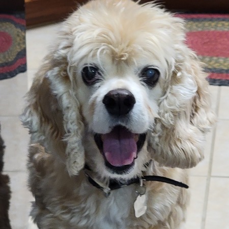 Buddy