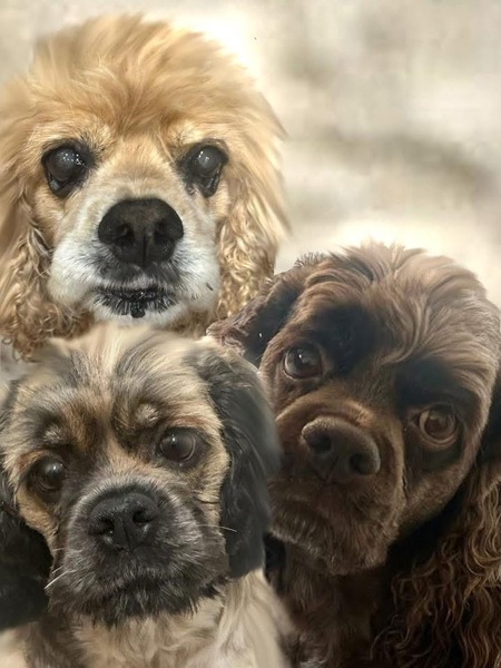 Layla, Dixie,Bentley 
