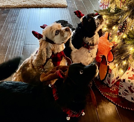 Goldie, Callie and Roxie 